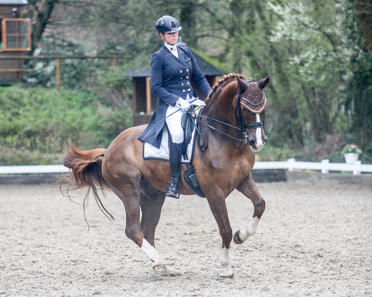 dressage horse Flashlight V (Rhinelander, 2009, from Fürst Piccolo)