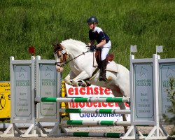 jumper Krisko (Bulgarian Warmblood, 2013, from Dorcho)