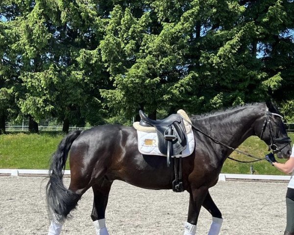 dressage horse Disney's Dream (Oldenburg, 2017, from Desperado)