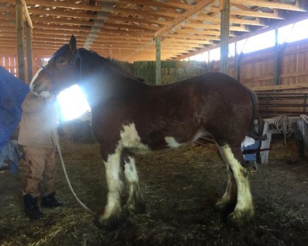 horse Willow Way Olive (Clydesdale, 2014, from Willow Way Horton)