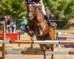 jumper Icoon v/d Donkhoeve (Belgian Warmblood, 2008, from For Pleasure)