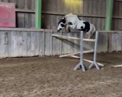 dressage horse Bright Splash Twinky (Tinker / Irish Cob / Gypsy Vanner, 2015, from Tom's Bright Red)