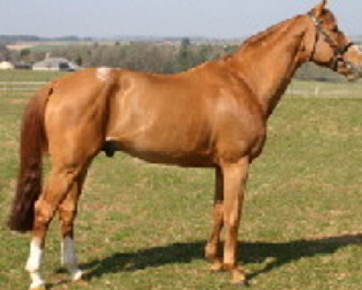 Springpferd Galant de Semilly 2 (Selle Français, 1994, von Quidam de Revel)