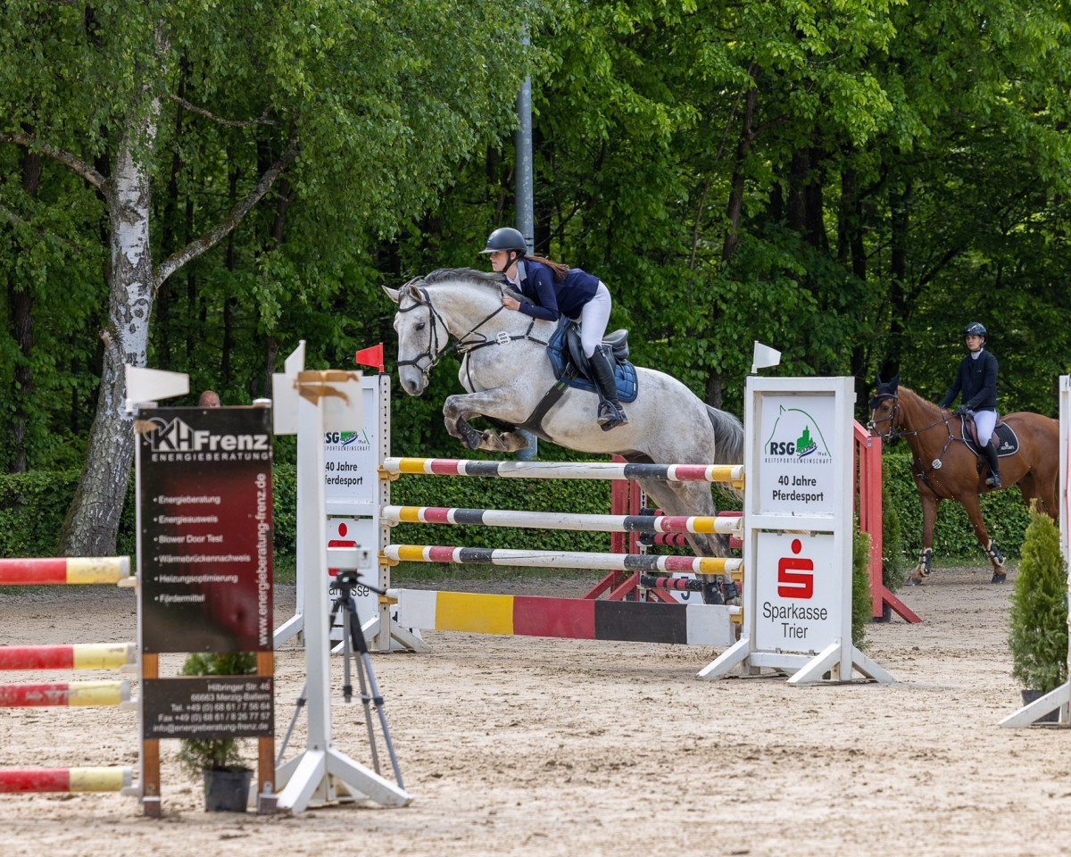 Springpferd Carino S 3 (Westfale, 2015, von Carrico)