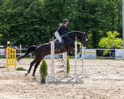 jumper Condor H (Oldenburg show jumper, 2003, from Carpalo)