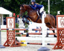 jumper Cardoso 31 (Hanoverian, 2011, from Catoki)