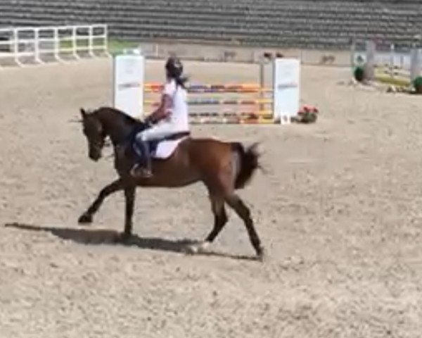 broodmare Fila Caretina (Polish Warmblood, 2018, from Astil L)