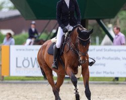 jumper Cordula T (German Sport Horse, 2015, from Ciacomo)