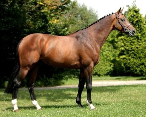 stallion Galion de Laume (Selle Français, 1994, from Paladin des Ifs)