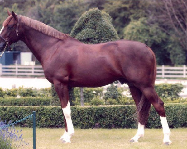 stallion Fidelio de Ravel (Selle Français, 1993, from Le Tôt de Semilly)