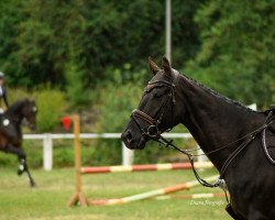 Springpferd Meridians Maverick (Oldenburger, 2018, von DSP Meridian)