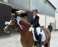 Dressurpferd Pantyfid Starlight (Welsh-Cob (Sek. C), 2011, von Hafodrynys Welsh Crusader)