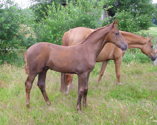 Springpferd Dorano (Fohlenname) (Hannoveraner, 2023, von Diathletico FRH)