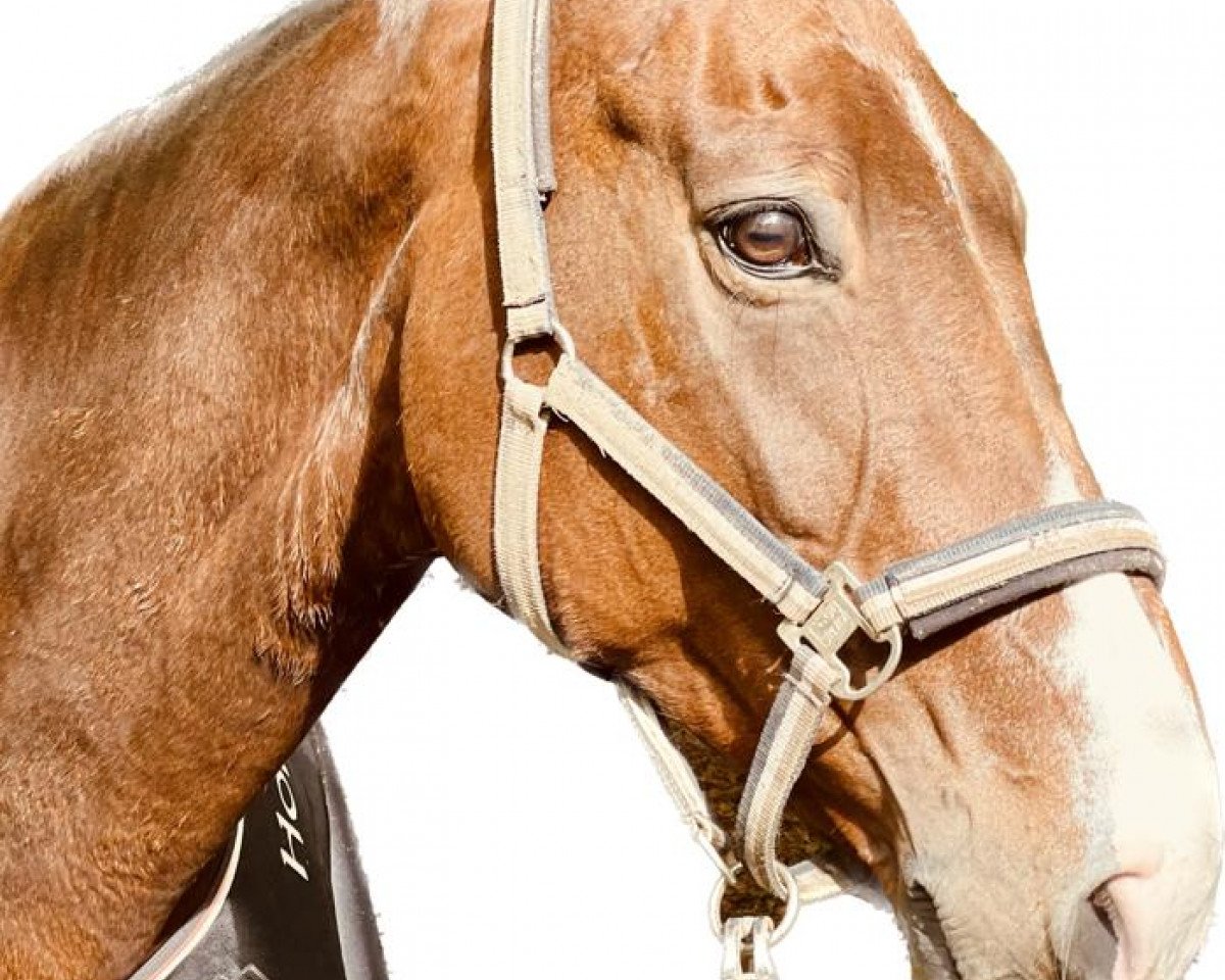 dressage horse Ruby S 2 (Oldenburg, 2009, from Sungold 2)