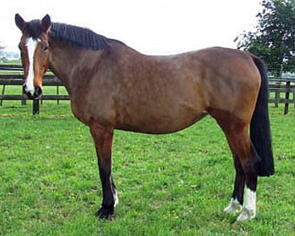 broodmare Sunday VDL (Holsteiner, 2002, from Quinar)