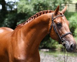 stallion Carrado MVNZ (Holsteiner, 2007, from Cassini II)