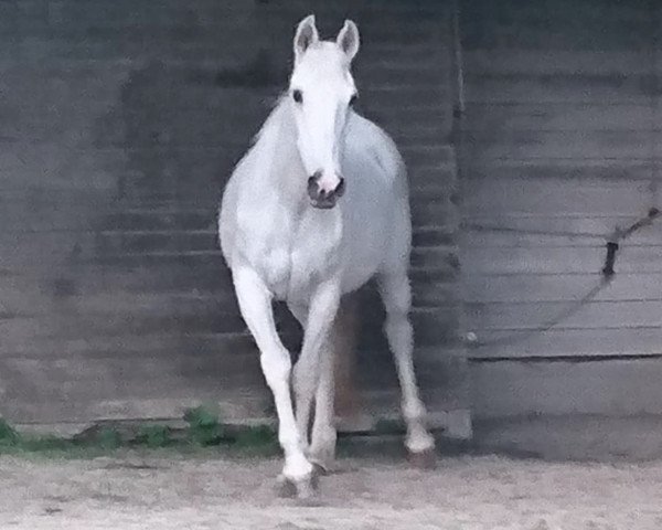 Zuchtstute Arielle (Deutsches Reitpony, 1989, von Windur AA)