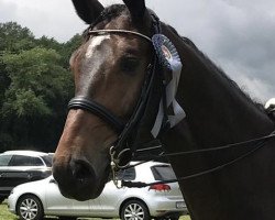 dressage horse Feiner Frosch L (Westphalian, 2012, from Fürst Donnerbube)