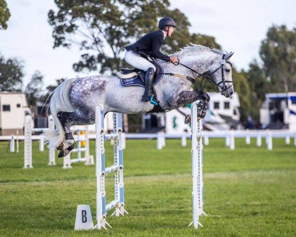 jumper Leopoldo Mvnz (Holsteiner, 2011, from Clinton I)