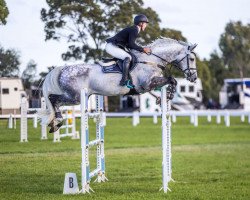 jumper Leopoldo Mvnz (New Zealand Warmblood, 2011, from Clinton I)