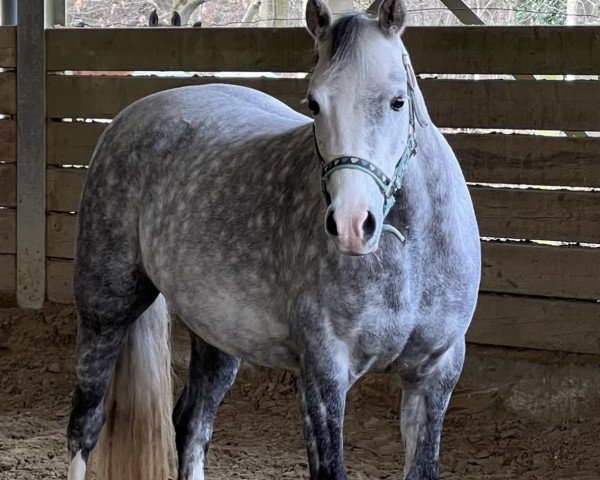 dressage horse Mintfield Siskin (Welsh-Pony (Section B), 2016)