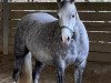 dressage horse Mintfield Siskin (Welsh-Pony (Section B), 2016)