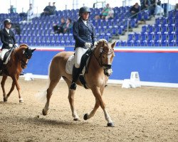 dressage horse Hoola Hoop (Haflinger, 2015, from Aaron)