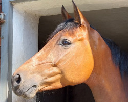 broodmare Clara (Holsteiner, 2015, from Cascadello II)