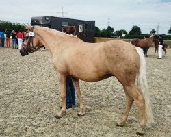 broodmare Goldberry (German Riding Pony, 2009, from Gandalf)