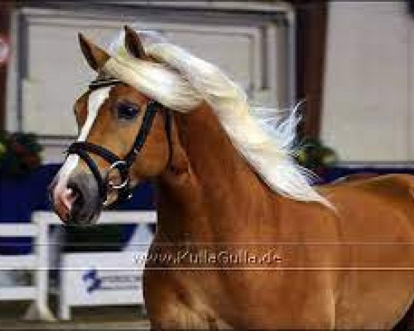 stallion Special-Gold (6,25% ox) (Edelbluthaflinger, 2006, from Sandros)