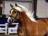 stallion Special-Gold (6,25% ox) (Edelbluthaflinger, 2006, from Sandros)