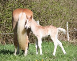 horse Wino (Haflinger, 2023, from Winterball)