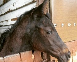 dressage horse Infinity Love (Westphalian, 2016, from Insterburg TSF)