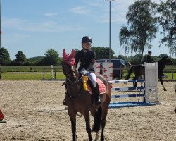 jumper Donna Diabolo 3 (German Riding Pony, 2009, from Don Diabolo NRW)