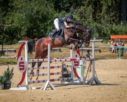 broodmare Stolzenbergs Salome (Hanoverian, 2014, from Stolzenberg)