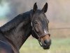 Springpferd Calypso (Hessisches Warmblut, 2007, von Carlucci 13)