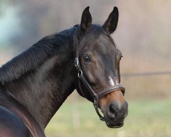 Springpferd Calypso (Hessisches Warmblut, 2007, von Carlucci 13)