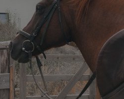 dressage horse Navajo 229 (Welsh Partbred, 2006, from Nicodemus)