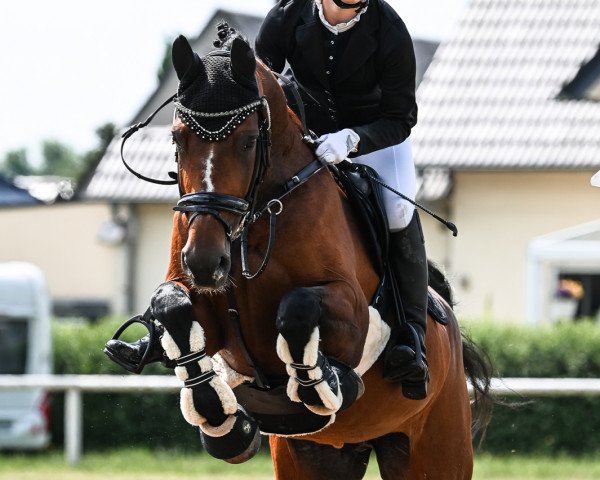 Zuchtstute Wisper (Deutsches Sportpferd, 2011, von Antaeus)