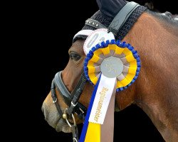 dressage horse Charity-Girl (unknown, 2011)