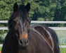 broodmare Mrs-Marple (German Riding Pony, 2003, from Munser)