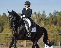 dressage horse Sir Thommy (Hanoverian, 2009, from San Amour I)