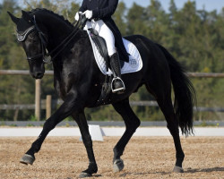 dressage horse Sir Thommy (Hanoverian, 2009, from San Amour I)