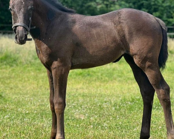 Dressurpferd Floretta TSB (Rheinländer, 2023, von Fuechtels Floriscount OLD)