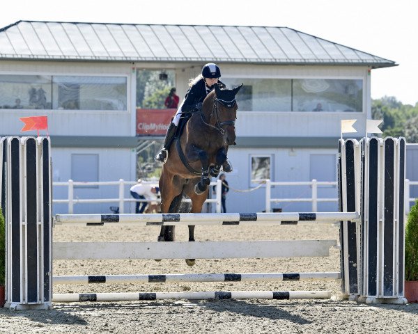 broodmare Callita (Hanoverian, 2015, from Casiro I)