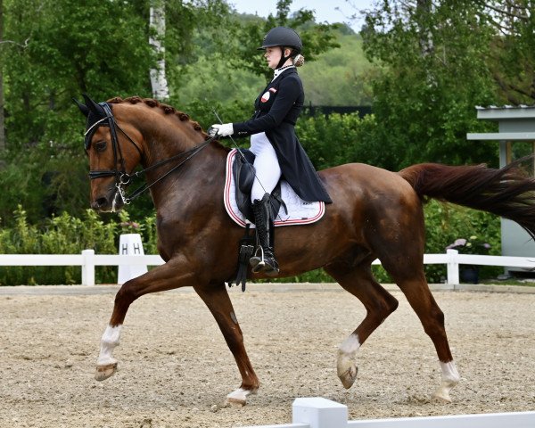 dressage horse Boston's Junior (Austrian Warmblood, 2012, from Boston)