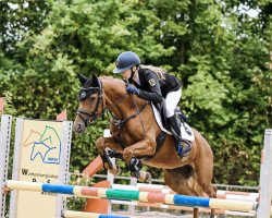 jumper Damn Daisy (German Riding Pony, 2017, from Dimension AT NRW)