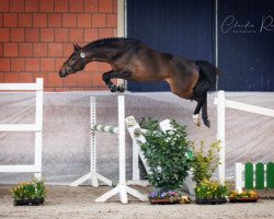 Pferd Minerva Chef’s Liebling (Deutsches Reitpony, 2019, von Alposa's Coolman)