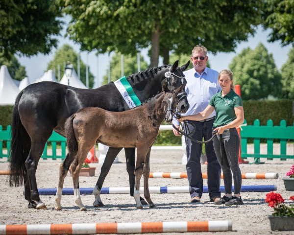 jumper Minerva Chickimicki (German Riding Pony, 2023, from Minerva Chef’s Liebling)