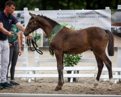 Dressurpferd Minerva Mescalino (Deutsches Reitpony, 2022, von Mescal 15)